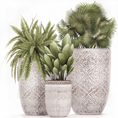 Collection of small plants in clay aged classic bleached pots with clinker, Fern, fan palm. Set 477.