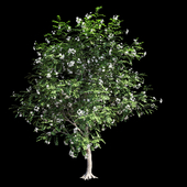 Murraya paniculata tree