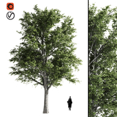 High quality linden tree