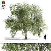 elm tree-high quality