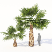 Washingtonia robusta / mexican fan palm