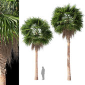 Washingtonia robusta / mexican fan palm 2