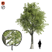 katsura tree- low poly