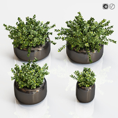 Boxwood plants in a black vase