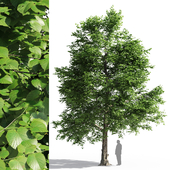 Tilia europaea / linden tree