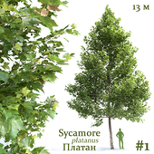 Plane-tree / Sycamore / Platanus #1