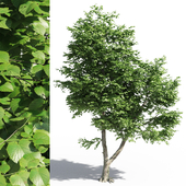 Tilia europaea / linden tree 2