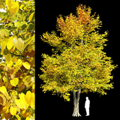 Tilia europaea / linden tree 4