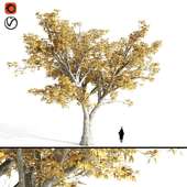 elm tree- fall-high quality