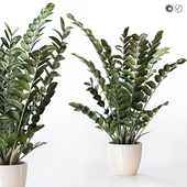 Amazing plant Zamioculcas in white vase