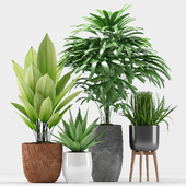 Plants 206