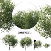 saplings tree set 2