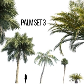 Palm set 3