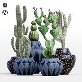 Cactus collection-001