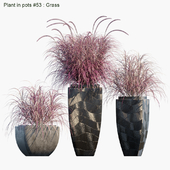 Plant in pots #53 : Grass