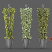Creeping plant on Metal Column - Corona