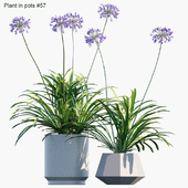 Plant in pots # 57: Agapanthus