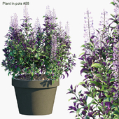 Plant in pots #58 : Mona Lavender