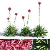 Gymea Lily / Doryanthes excelsa