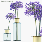 Branches in vases 46 : Agapanthus