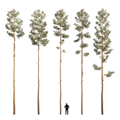 Mast pine 5 options