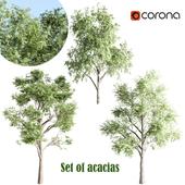 set of acacias