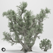 olive tree 110