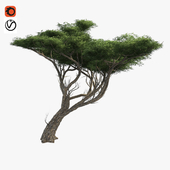 African Acacia Tree