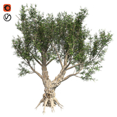 African Olive Tree