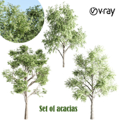 set of acacias-vray