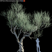 Olive Tree (Europa Olea) #5