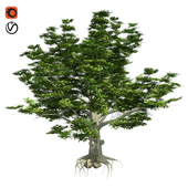 American Beech Tree - Low Poly