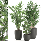 Collection of plants in black pots with Ficus benjamin, palm, hovea, neanta. Set 567.