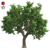 Amur cork tree