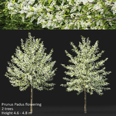 Черёмуха | Prunus Padus flowering #3