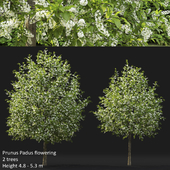 Черёмуха | Prunus Padus flowering #4