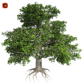 European beech tree corona