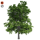 European linden tree