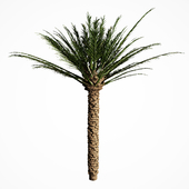 palm tree 5s