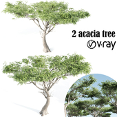 High quality Acacia-vray