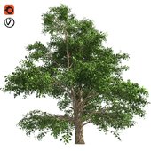 Korean Stewartia Tree