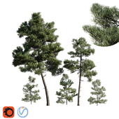 Turkish Pine (Calabrian) Pinus brutia Set