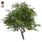 Lemon Tree with fruits and blossom