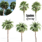 palm tree- vray