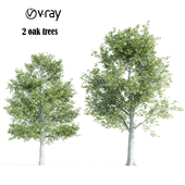 2 high quality oak tree