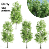 set of sorrel tree