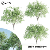 3 velvet mesquite tree