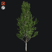 Lombardy poplar tree
