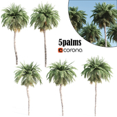 5 corona palms