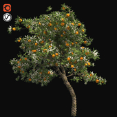 Orange Fruit Tree with blossom